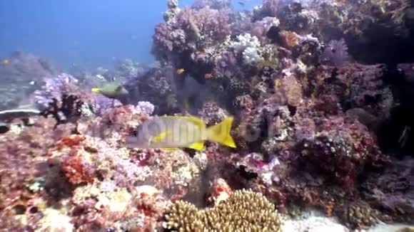 马尔代夫惊人海底背景下的亮鱼学校视频的预览图