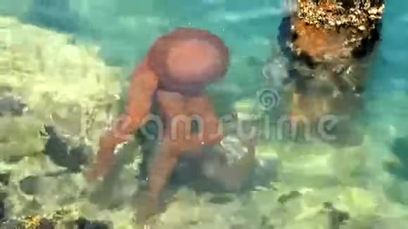 深蓝色海洋中的水母视频的预览图