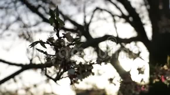 太阳枝树花视频的预览图