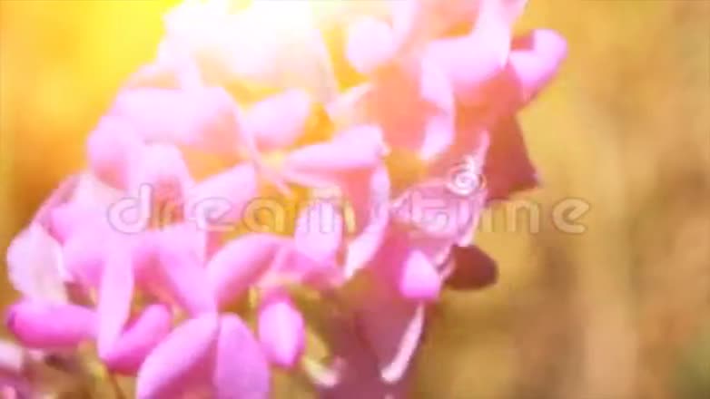 紫色的花在风中视频的预览图