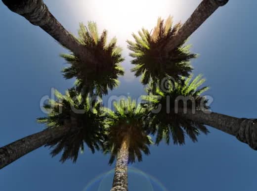 日期棕榈树和阳光低角度股票镜头视频的预览图