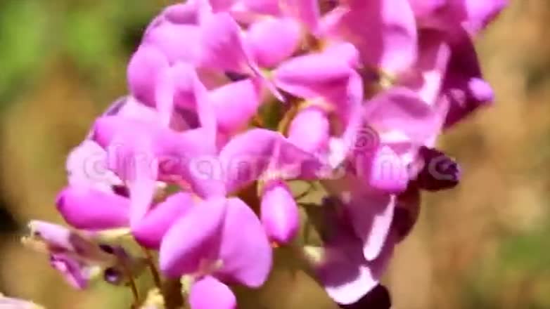 紫色的花在风中视频的预览图