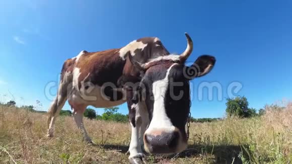 美丽的灰和白牛在草地上的蓝天背景慢动作视频的预览图