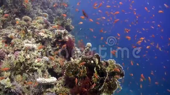 红海海底美丽珊瑚礁背景下的鱼群视频的预览图