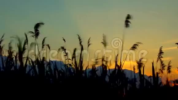 芦苇映衬着夕阳视频的预览图