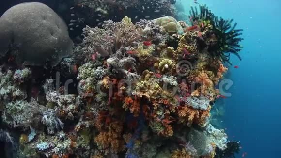 印度尼西亚瓦卡托比的五颜六色的鱼和珊瑚视频的预览图