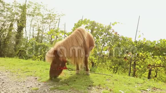 棕色小马在草地上吃草小马吃草特写视频的预览图