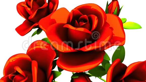 白色背景的红玫瑰花束视频的预览图