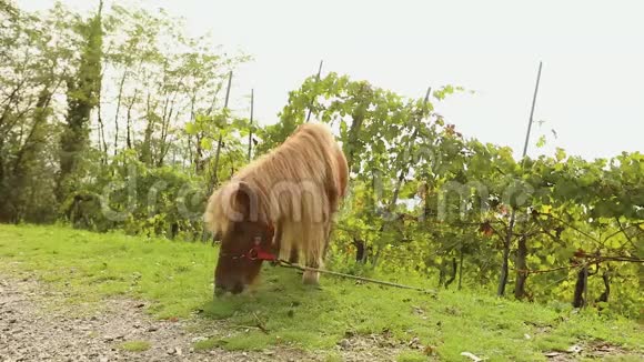 棕色小马在草地上吃草小马吃草特写视频的预览图