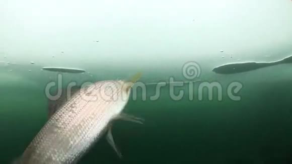 俄罗斯西伯利亚贝加尔湖冰层中独特的鱼类水下特写生活视频的预览图