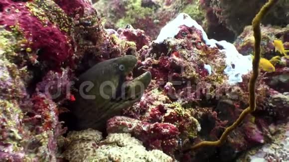 在马尔代夫海底寻找食物的海鳗视频的预览图