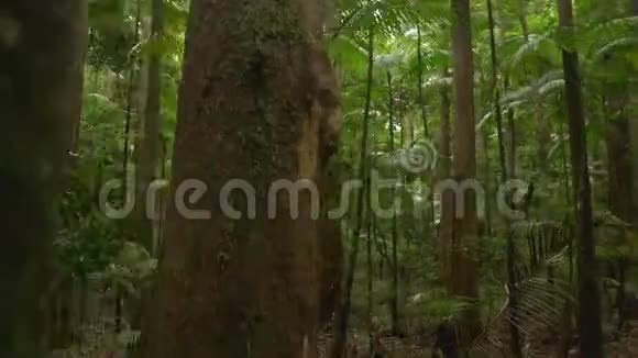 丛林森林树木拍摄视频的预览图
