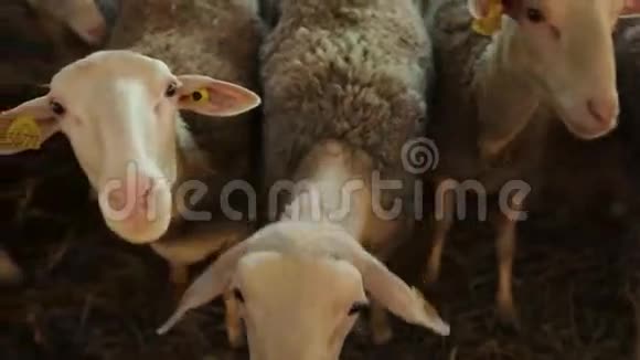 农场里一群羊视频的预览图