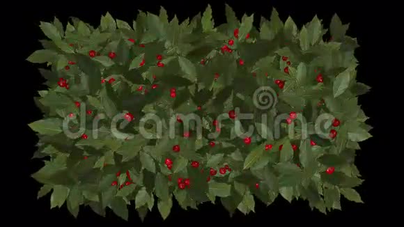 红冬浆果樱桃果实在冬青植被上生长视频的预览图