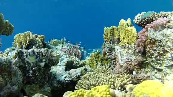 水下世界视频的预览图