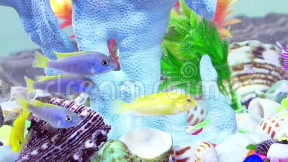 水下五颜六色水族馆的鱼视频的预览图