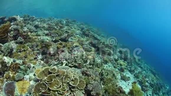 印度尼西亚健康和生物多样性珊瑚礁视频的预览图
