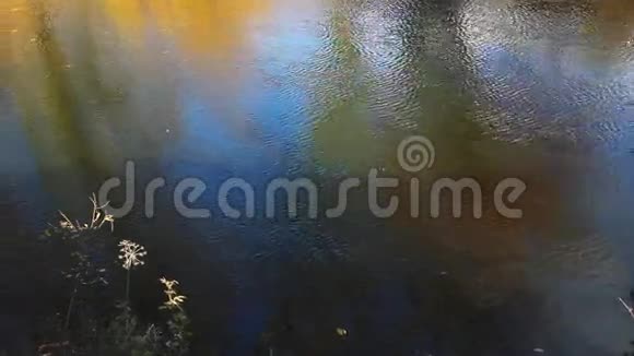 美丽的秋天公园和河流视频的预览图