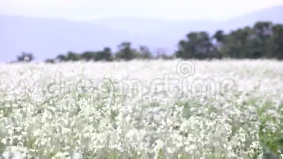 越南拉姆省大拉特市花园中的油菜花视频的预览图