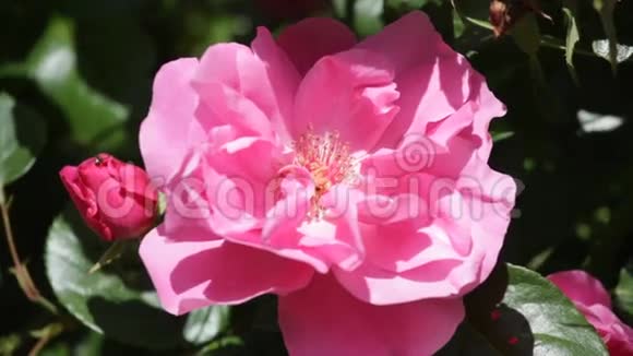 明亮美丽的粉红色玫瑰视频的预览图
