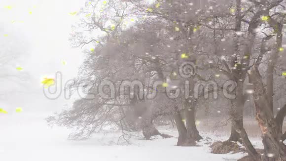 冬天的仙境有五颜六色的雪花视频的预览图