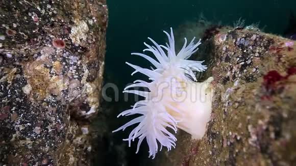 巴伦支海海底放线菌的海葵视频的预览图