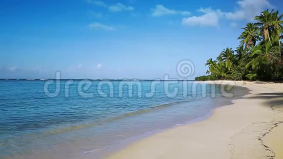 加勒比海海滩上绿棕榈树视频的预览图