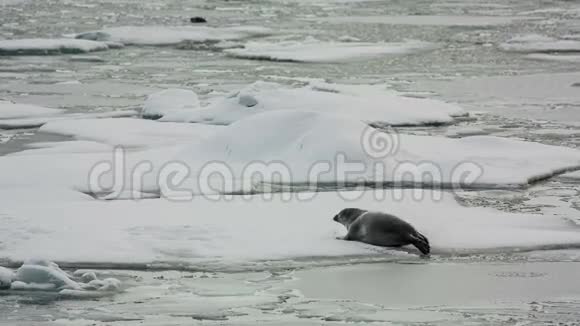 乔库萨尔隆泻湖的海豹视频的预览图