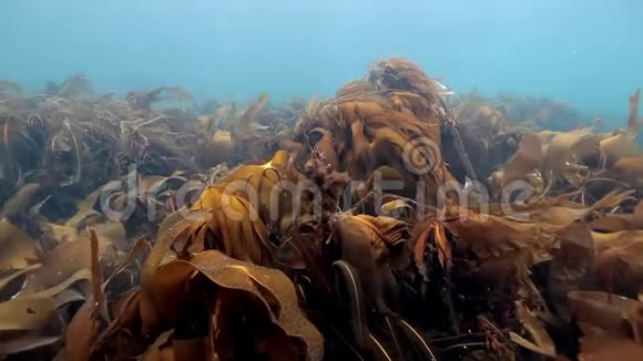巴伦支海海底的巨大海藻视频的预览图