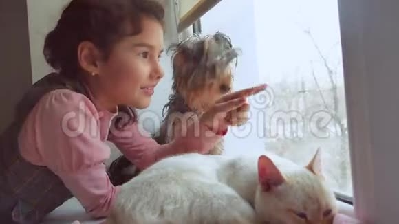 女孩和宠物猫和狗看着窗外宠物猫睡觉视频的预览图