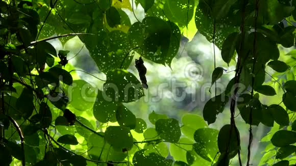 热带雨林的雨滴视频的预览图