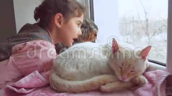 女孩和宠物猫和狗看着窗外猫睡觉宠物视频的预览图
