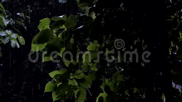 热带雨林的雨滴视频的预览图