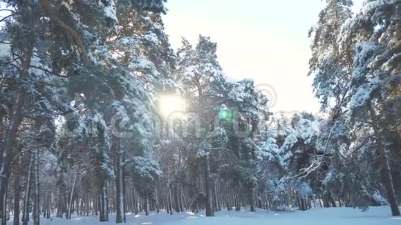 冬松阳光林中雪阳光的生活方式运动冻霜圣诞新年树新概念视频的预览图