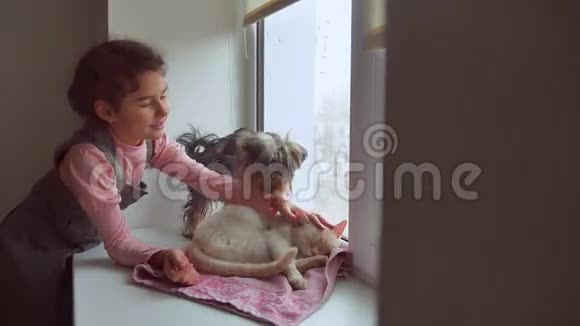 女孩和宠物猫和狗一看窗外宠物猫睡觉视频的预览图