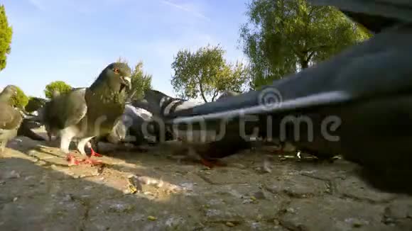 鸽子鸽子鸽子鸟动物视频的预览图