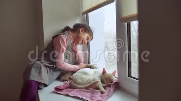 少女和宠物猫和宠物狗看着窗外猫睡觉视频的预览图