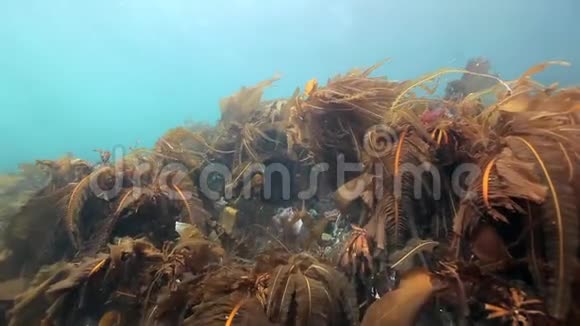 巴伦支海海底的海藻视频的预览图