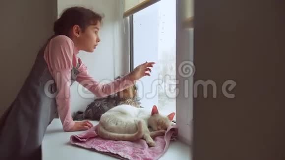 女孩和宠物猫和狗看着窗外猫宠物睡觉视频的预览图