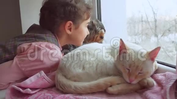 女孩和宠物猫和狗看着窗外猫睡觉视频的预览图