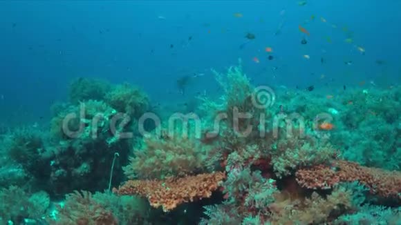 带有曼塔射线4k的珊瑚礁视频的预览图