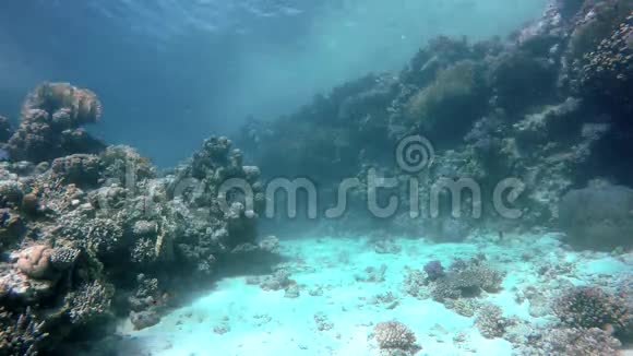 珊瑚礁珊瑚和鱼视频的预览图