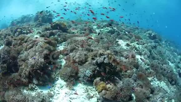 印度尼西亚阿尔罗的五颜六色的鱼和珊瑚礁视频的预览图