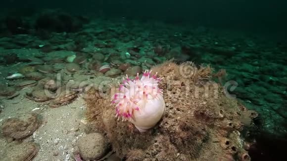 巴伦支海海底放线菌的白色Anemones视频的预览图