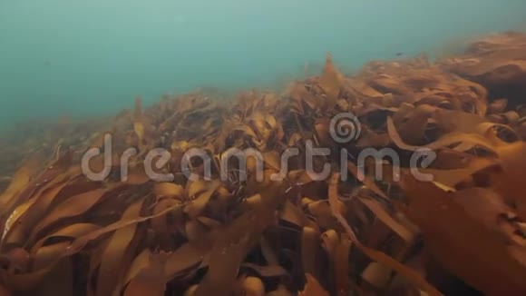 巴伦支海海底的巨大海藻视频的预览图