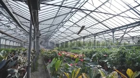 温室花卉苗木观4K视频的预览图