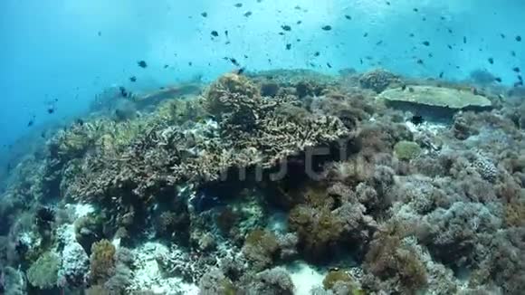 印度尼西亚阿尔罗的华丽鱼类和珊瑚礁视频的预览图