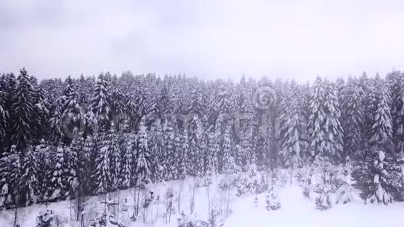针叶林空中观景视频的预览图
