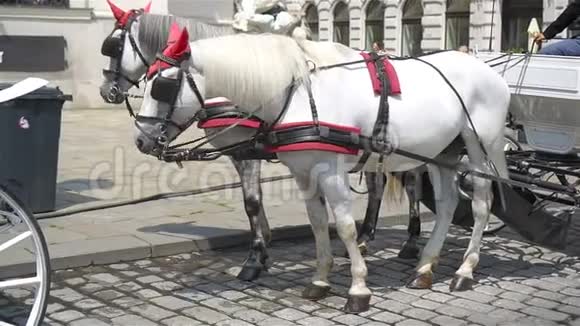奥地利维也纳传统马车视频的预览图