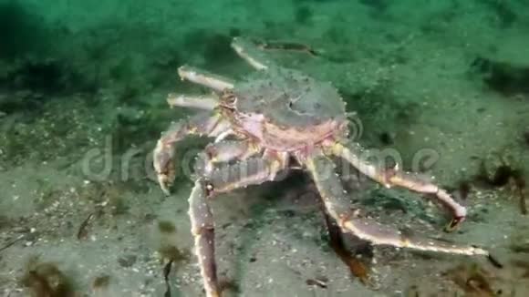 巨大的帝王蟹在巴伦支海寻找食物视频的预览图